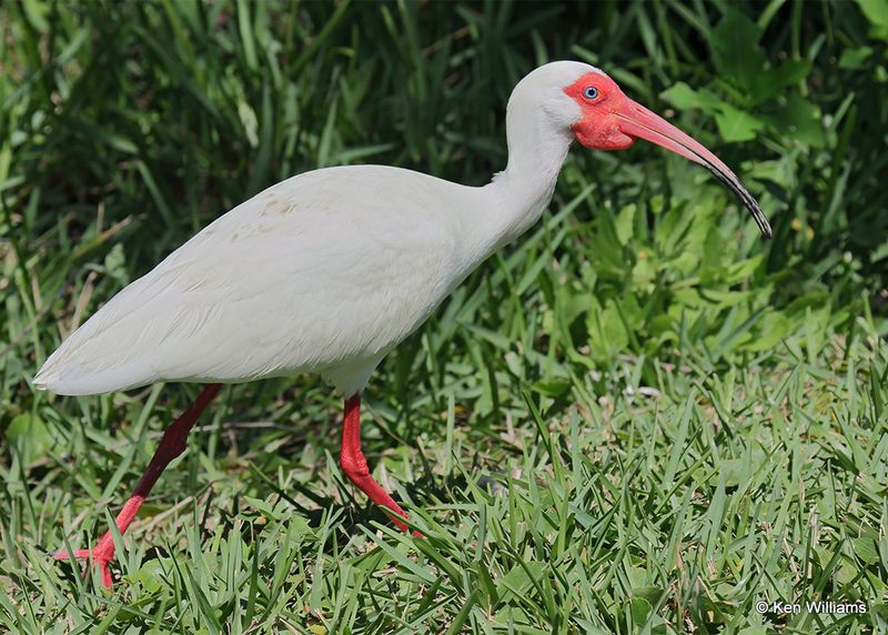 :Ibis: