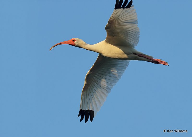 White Ibis, Port Aransas, TX, 4_14_2023a_0L0A1169.jpg