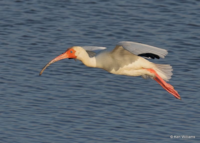 White Ibis, Port Aransas, TX, 4_14_2023a_0L0A1603.jpg