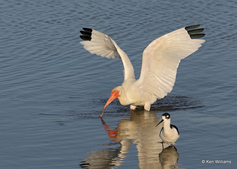 White Ibis, Port Aransas, TX, 4_14_2023a_0L0A1608.jpg