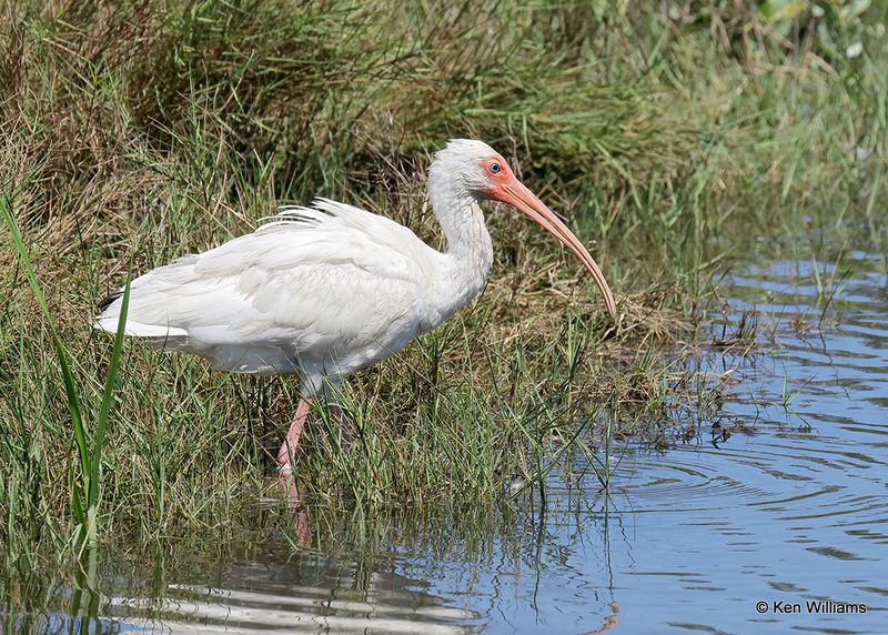 White Ibis, S. Padre Island, TX, 4_12_2023a_0L0A7604.jpg