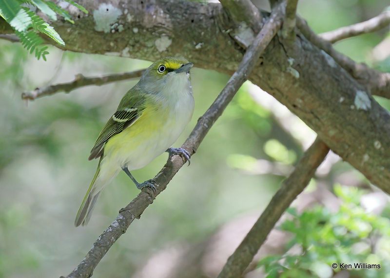 White-eyed Vireo, S. Padre Island, TX, 4_11_2023a_0L0A6495.jpg
