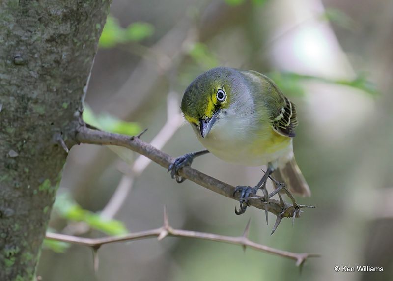 White-eyed Vireo, S. Padre Island, TX, 4_11_2023a_0L0A6500.jpg
