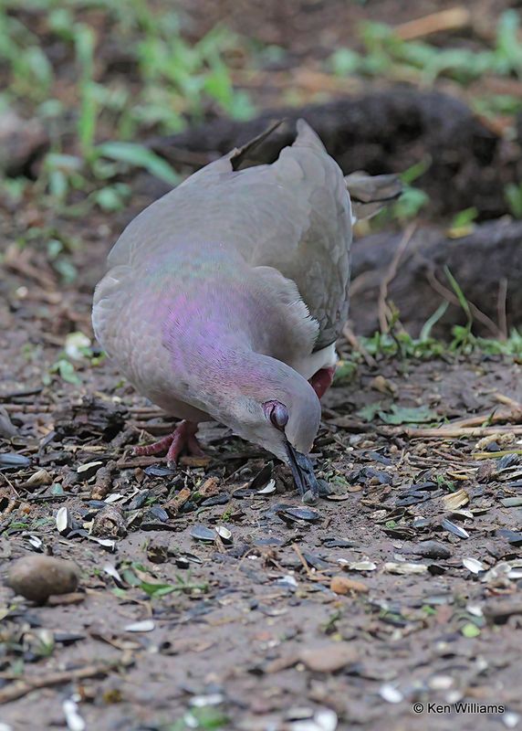 White-tipped Dove, Santa Ana NWR, TX, 4_7_2023a.0L0A2558.jpg