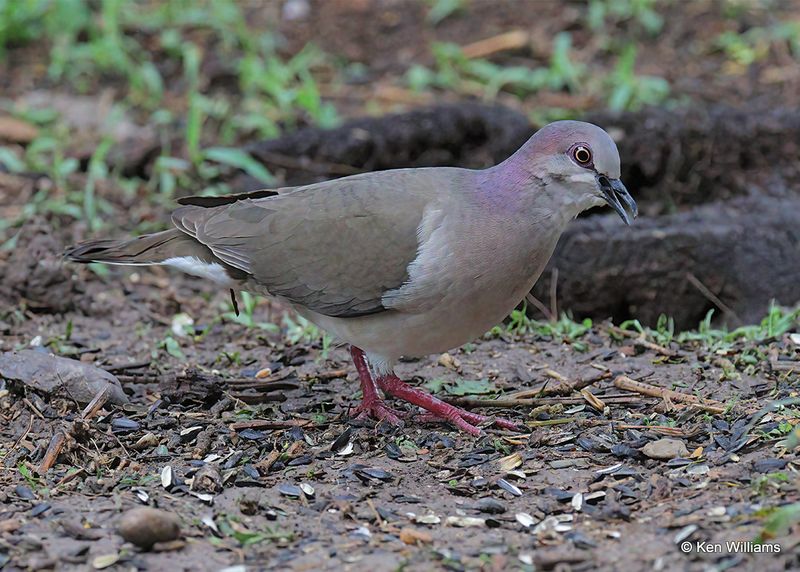 White-tipped Dove, Santa Ana NWR, TX, 4_7_2023a.0L0A2564.jpg