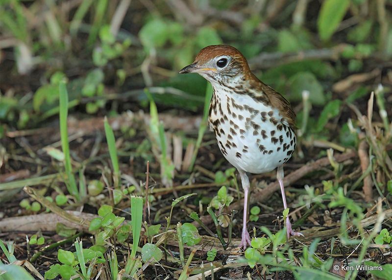 Wood Thrush, S. Padre Island, TX, 4_13_2023a_0L0A9316.jpg