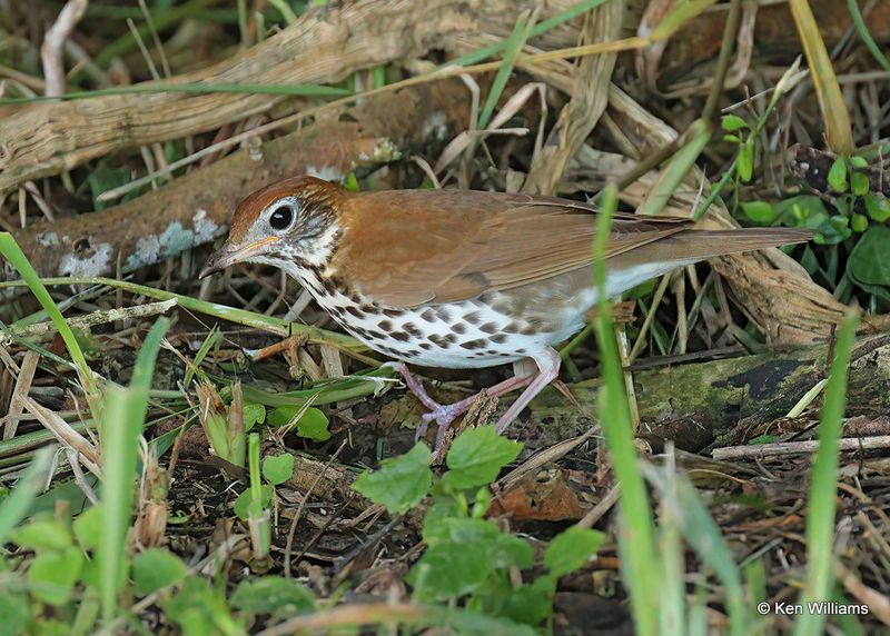 Wood Thrush