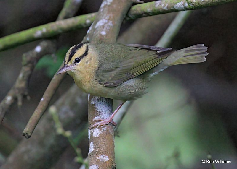 Worm-eating Warbler, S. Padre Island, TX, 4_10_2023a_0L0A5000.jpg