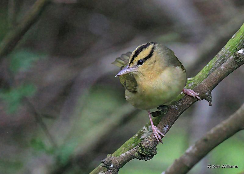 : Worm-eating Warbler :