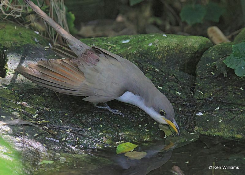 Yellow-billed Cuckoo, S. Padre Island, TX, 4_10_2023a_0L0A5513.jpg