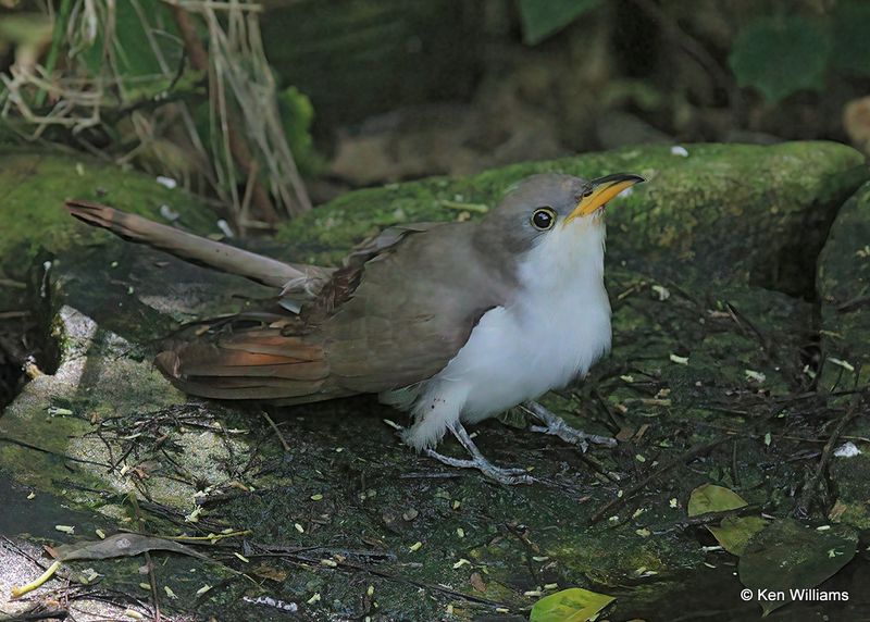 Yellow-billed Cuckoo, S. Padre Island, TX, 4_10_2023a_0L0A5608.jpg