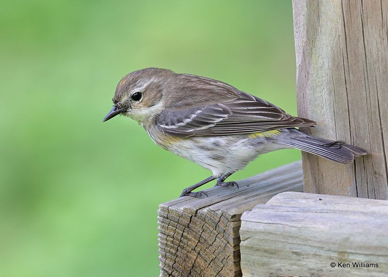 Yellow-rumped Warbler - Myrtle, S. Padre Island, TX, 4_10_2023a_0L0A5246.jpg