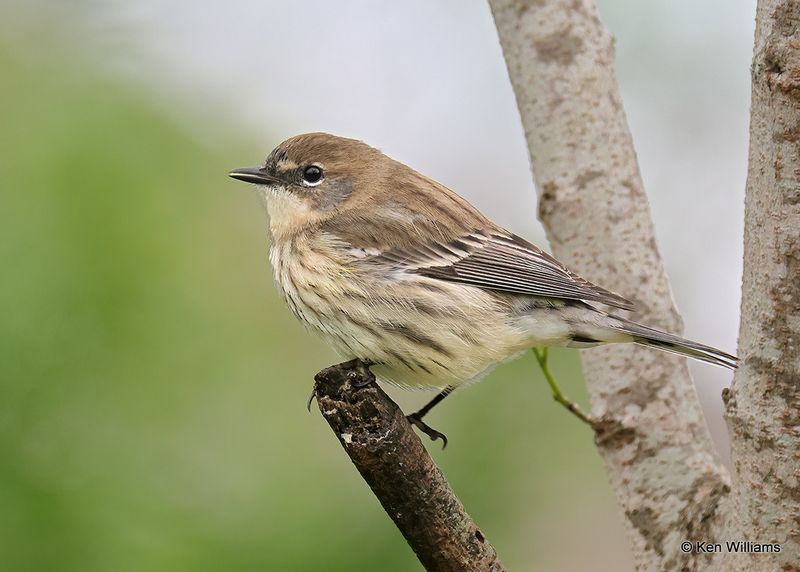 Yellow-rumped Warbler - Myrtle, S. Padre Island, TX, 4_9_2023a_0L0A3471.jpg