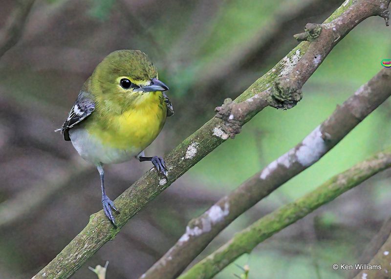 Yellow-throated Vireo, S. Padre Island, TX, 4_10_2023a_0L0A4955.jpg