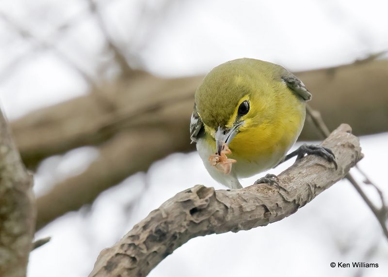 Yellow-throated Vireo, S. Padre Island, TX, 4_10_2023a_0L0A4962.jpg