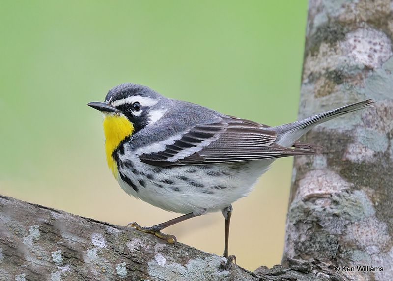 Yellow-throated Warbler, S. Padre Island, TX, 4_9_2023a_0L0A3382.jpg