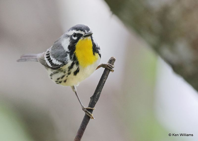 Yellow-throated Warbler, S. Padre Island, TX, 4_9_2023a_0L0A3413.jpg