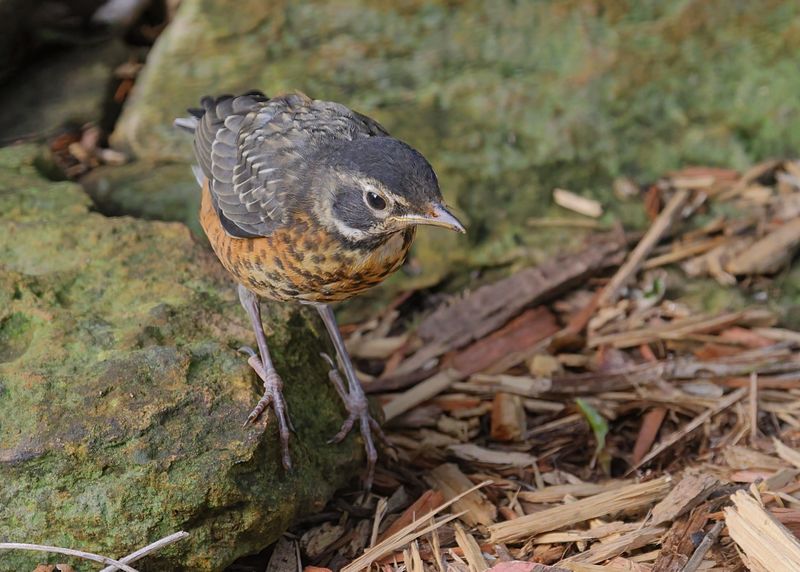 American Robin fledgling, Rogers Co yard, OK, 5-11-2023_5366D.jpg