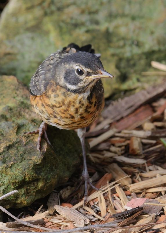 American Robin fledgling, Rogers Co yard, OK, 5-18-2023_5372D.jpg