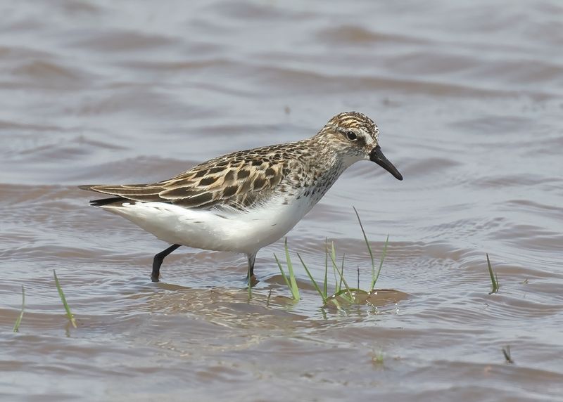 Semipalmated Sandpiper, Wagoner Co, OK, 5-20-2023_7052D.jpg