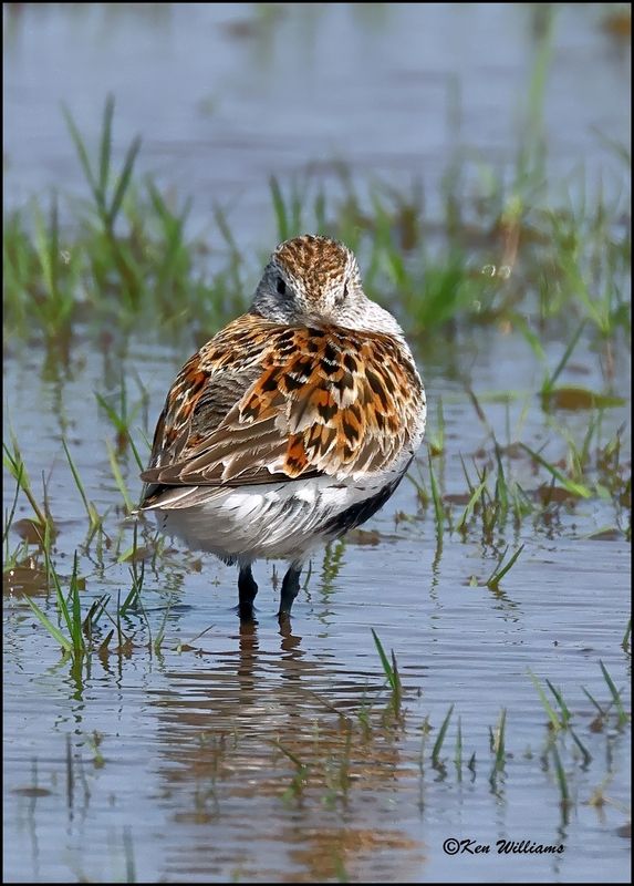Dunlin, Wagoner Co, OK, 5-20-2023_6439Dz.jpg