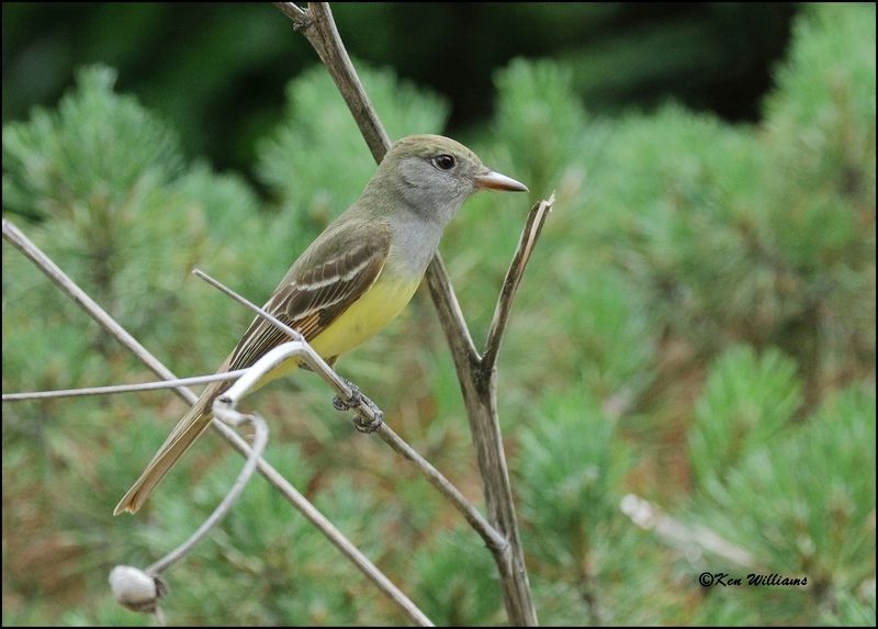 Great Crested Flycatcher, Rogers Co yard, OK, 5-11-2023_5328Dz.jpg