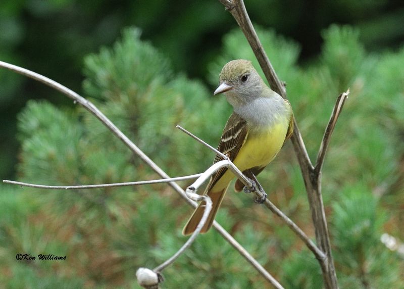 Great Crested Flycatcher, Rogers Co yard, OK, 5-11-2023_5349Dz.jpg