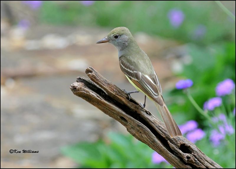 Great Crested Flycatcher, Rogers Co yard, OK, 5-11-2023_5362Dz.jpg