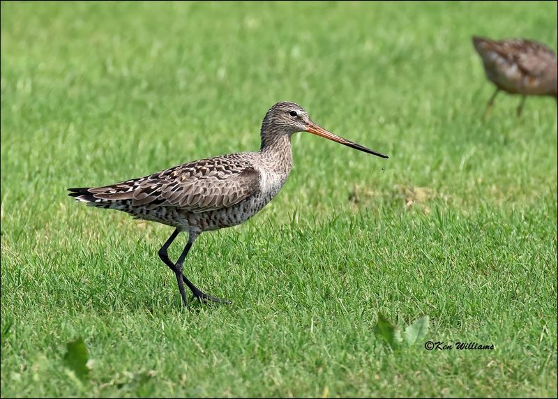 Hudsonian Godwit female, Wagoner Co, OK, 5-20-2023_0L0A6561Dz.jpg