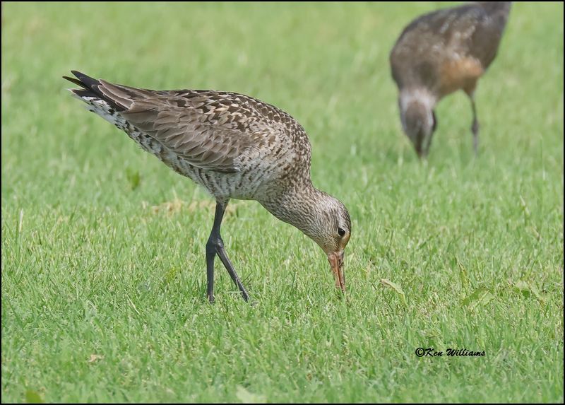 Hudsonian Godwit female, Wagoner Co, OK, 5-20-2023_6535Dz.jpg