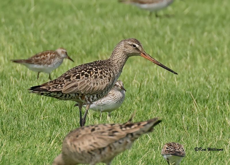 Hudsonian Godwit female, Wagoner Co, OK, 5-20-2023_6605Dz.jpg
