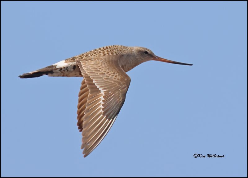 Hudsonian Godwit female, Wagoner Co, OK, 5-20-2023_6998Dz.jpg