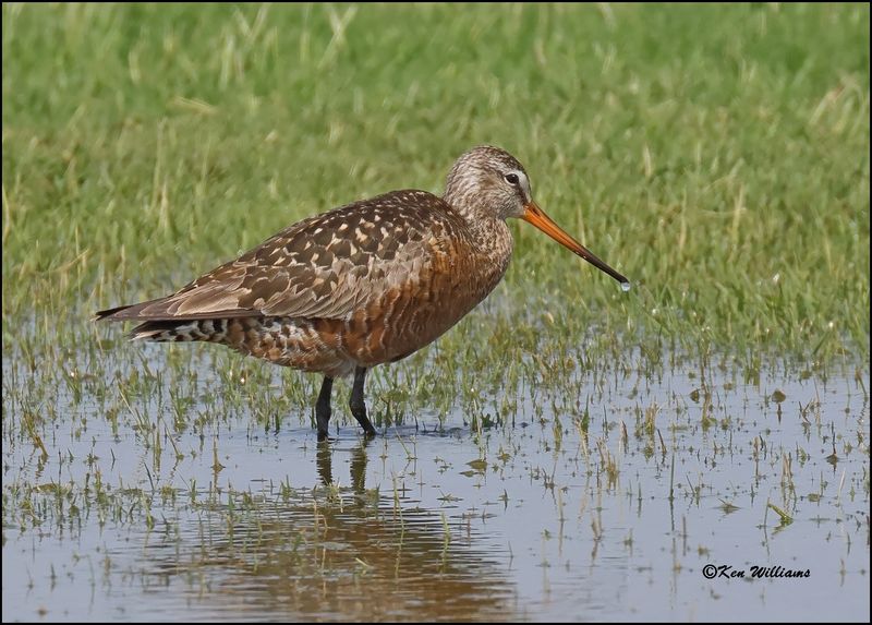 Hudsonian Godwit male, Wagoner Co, OK, 5-20-2023_6610Dz.jpg