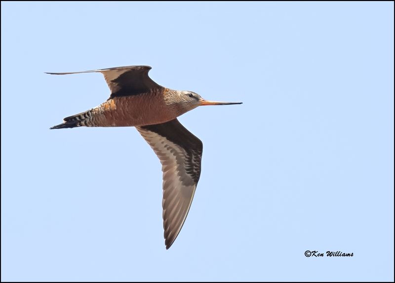 Hudsonian Godwit male, Wagoner Co, OK, 5-20-2023_6990Dz.jpg