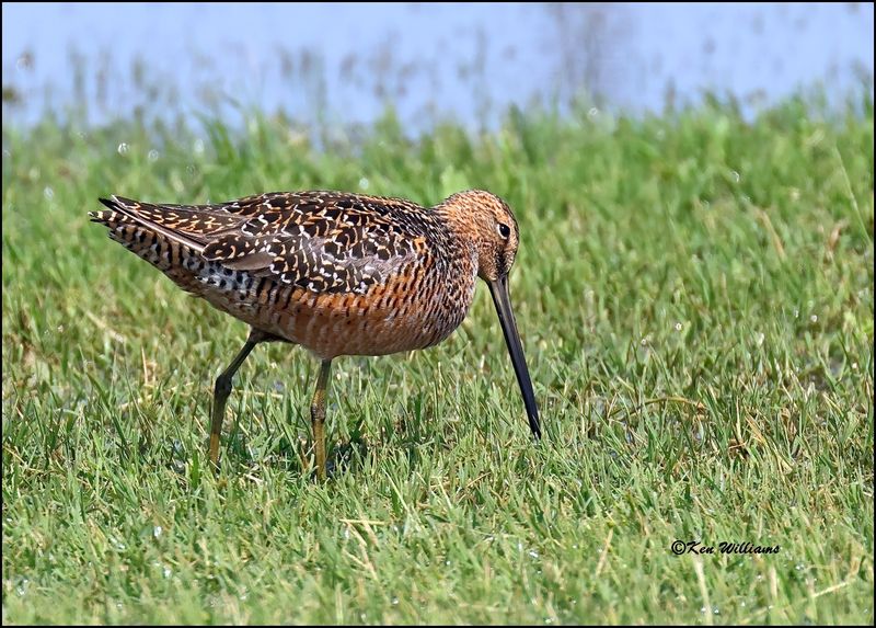 Long-billed Dowitcher, Wagoner Co, OK, 5-20-2023_6529Dz.jpg