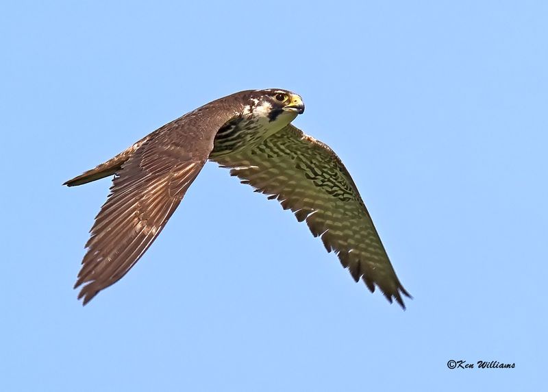 Peregrine Falcon, Wagoner Co, OK, 5-20-2023_0L0A6652Dz.jpg