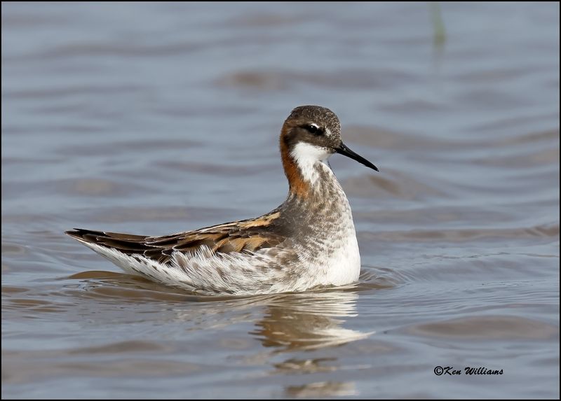 Red-necked Phalarope male, Wagoner Co, OK, 5-20-2023_0L0A6124Dz.jpg