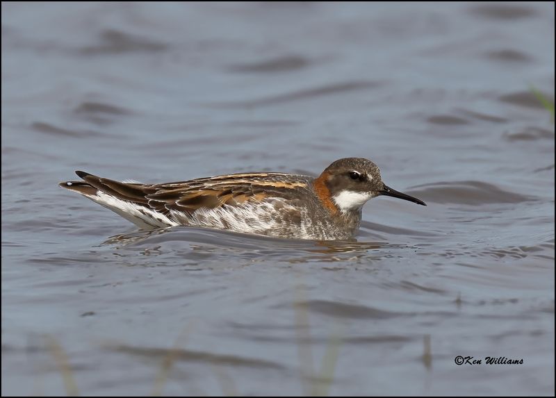 Red-necked Phalarope male, Wagoner Co, OK, 5-20-2023_5671Dz.jpg