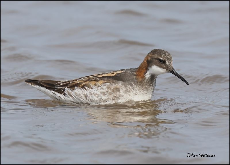 Red-necked Phalarope male, Wagoner Co, OK, 5-20-2023_5902Dz.jpg