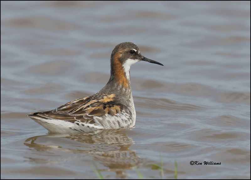 Red-necked Phalarope male, Wagoner Co, OK, 5-20-2023_6177Dz.jpg