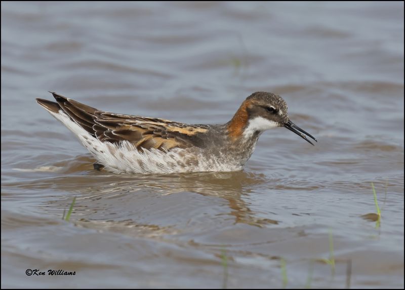 Red-necked Phalarope male, Wagoner Co, OK, 5-20-2023_6235Dz.jpg