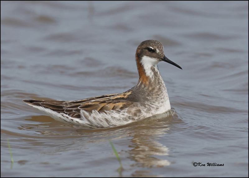 Red-necked Phalarope male, Wagoner Co, OK, 5-20-2023_A6294Dz.jpg