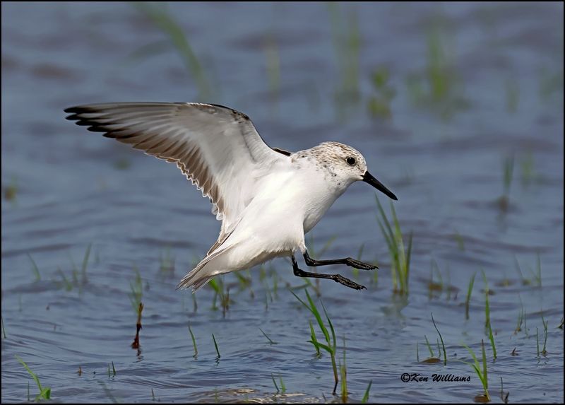 Sanderling, Wagoner Co, OK, 5-20-2023_6304Dz.jpg