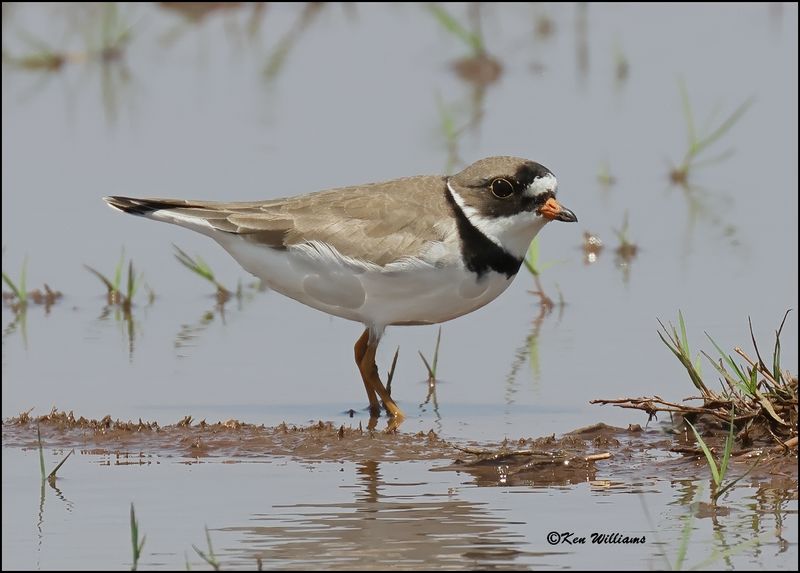 Semipalmated Plover, Wagoner OK, 5-20-2023_6725Dz.jpg