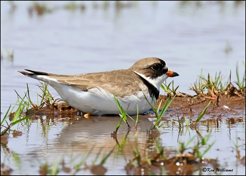 Semipalmated Plover, Wagoner OK, 5-20-2023_6815Dz.jpg