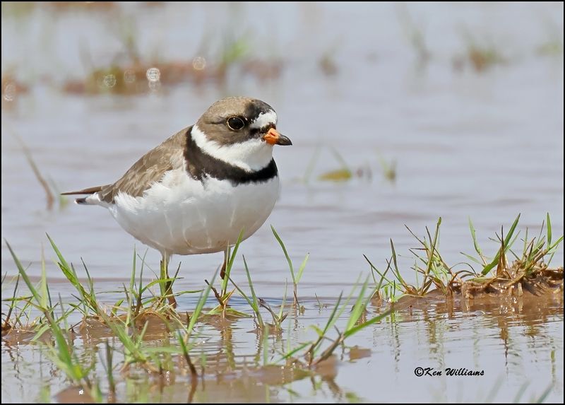 Semipalmated Plover, Wagoner OK, 5-20-2023_6886Dz.jpg