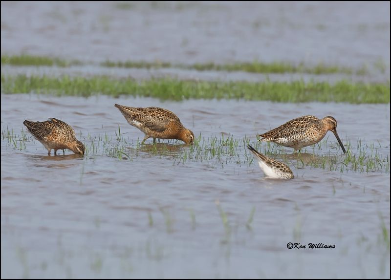 Short-billed Dowitchers, Wagoner Co, OK, 5-20-2023_5968Dz.jpg