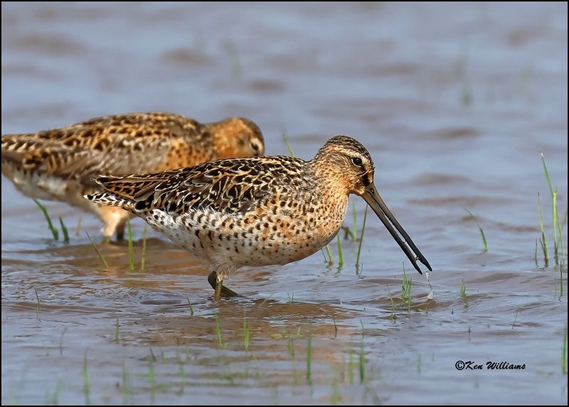 Short-billed Dowitcher, Wagoner Co, OK, 5-20-2023_6000Dz.jpg