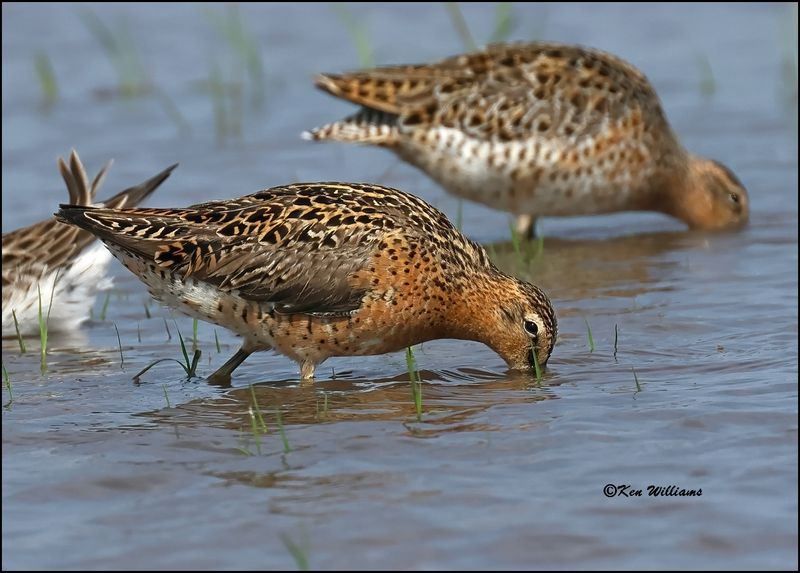 Short-billed Dowitcher, Wagoner Co, OK, 5-20-2023_6082Dz.jpg