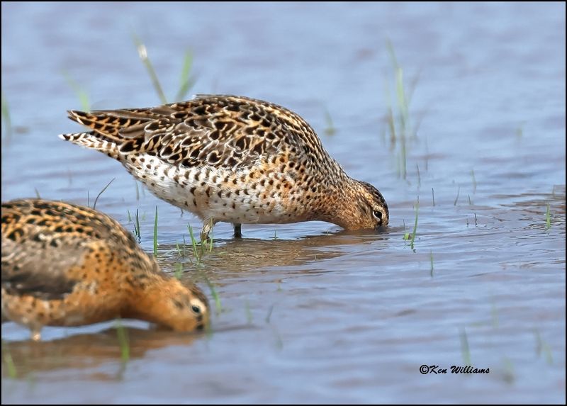 Short-billed Dowitcher, Wagoner Co, OK, 5-20-2023_6091Dz.jpg